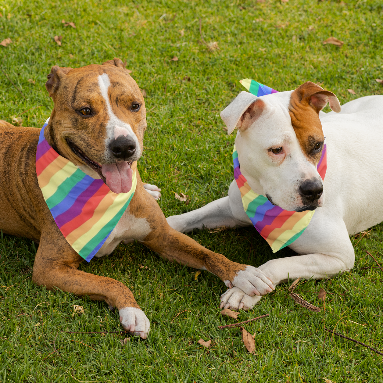 Rainbow Dog Bandana