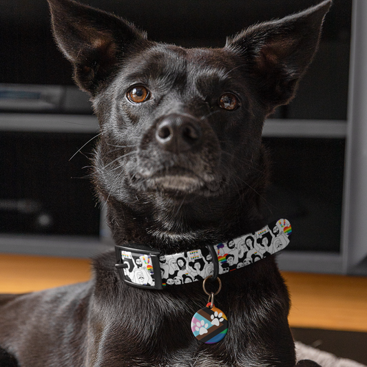 Love is Love Celebration Dog Collar